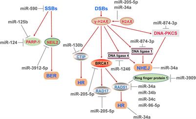 The Role of MicroRNA in DNA Damage Response